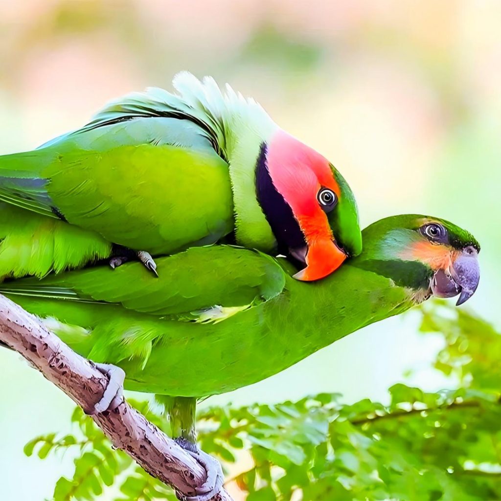 How Feather PCR Testing Works for PBFD and Avian Polyomavirus