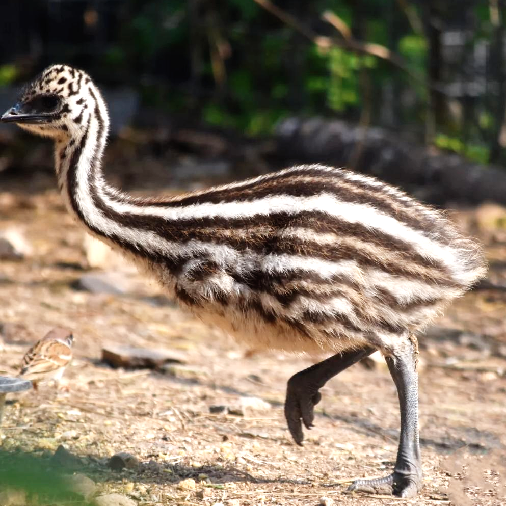 How to Tell Emu Gender