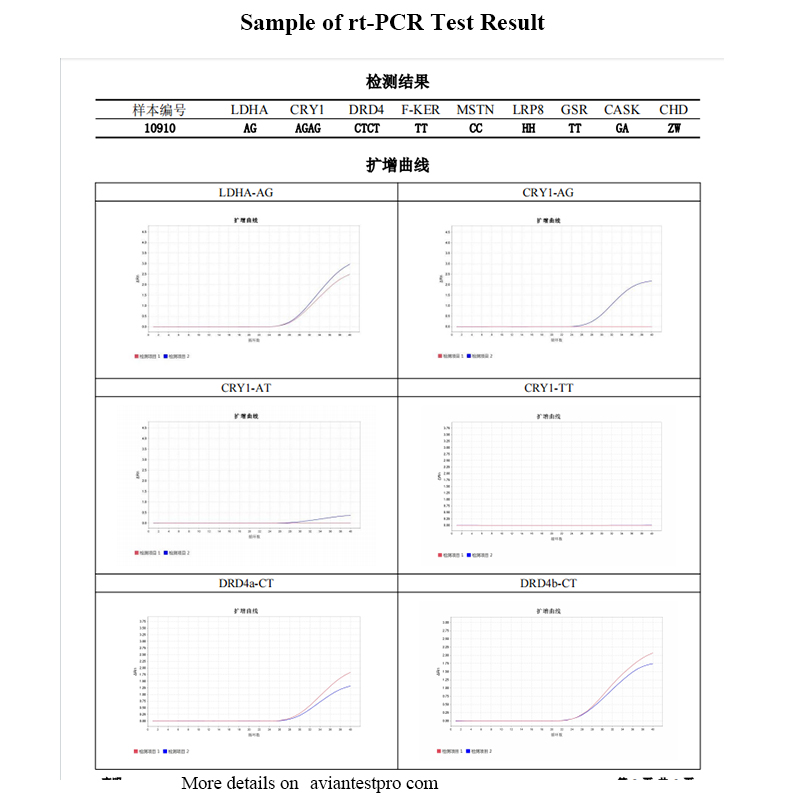 Pigeon Performance DNA Test Report | RT-PCR vs Traditional PCR in a Bird DNA Testing Lab