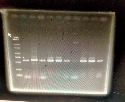 Gel Belt | RT-PCR vs Traditional PCR in a Bird DNA Testing Lab