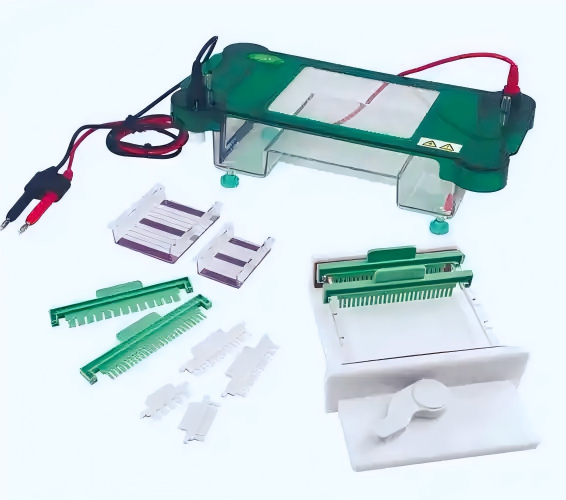 Gel Electrophoresis | RT-PCR vs Traditional PCR in a Bird DNA Testing Lab