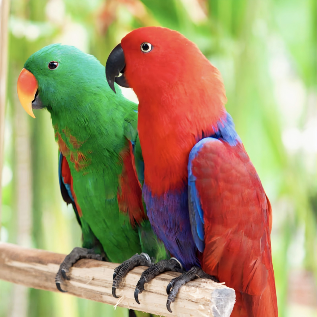 DNA Testing for Parrot Gender: Accurate, Fast, and Scalable Solutions from SENO Laboratory