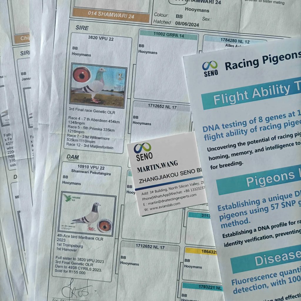 Can You Do a DNA Test on a Racing Pigeon?