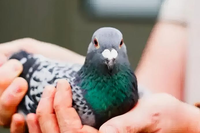 PMV Virus Testing in Racing Pigeons By SENO Testing Center