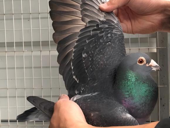 what racing pigeon laboratory testing​ can you do - Performance DNA Testing